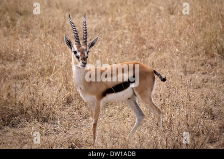 Borse di studio Gazelle nel Parco Nazionale del Serengeti, Tanzania Foto Stock