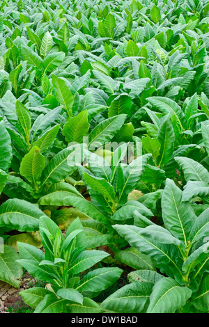 Verde campo di tabacco in Thailandia in estate Foto Stock