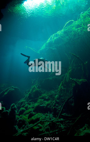 Scuba Diver nuoto attraverso il sottomarino Eden Cenote grotta, la penisola dello Yucatan, Messico Foto Stock