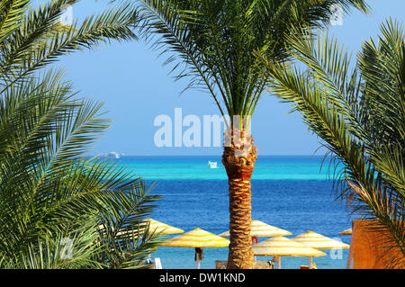 Le palme e la spiaggia tropicale Foto Stock