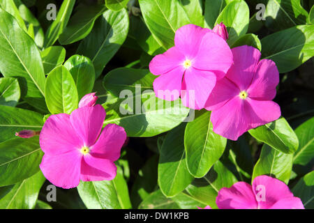 Fiori di colore rosa con foglie verdi Foto Stock