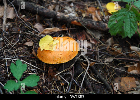 I funghi nel bosco Foto Stock