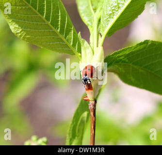 Coccinella sul ramoscello Foto Stock