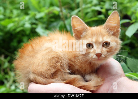 Piccolo gatto rosso in mani Foto Stock