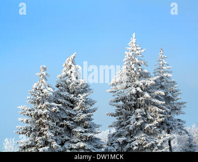 Abeti con la neve Foto Stock