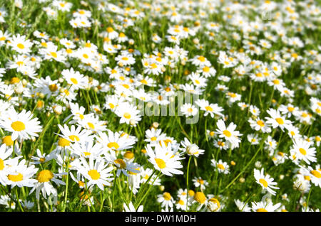 Camomiles luminoso sul prato estivo Foto Stock