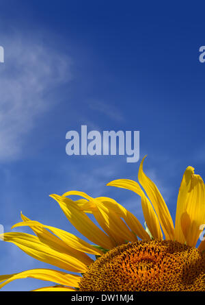 Girasole sul cielo dello sfondo con copyspace Foto Stock