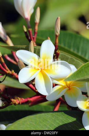 Fiori di plumeria closeup Foto Stock