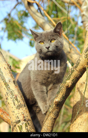 Girovagando gatto grigio seduto su albero Foto Stock