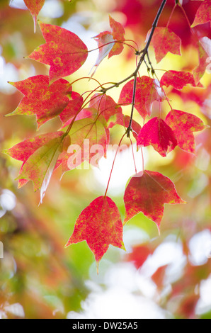 Foglie di autunno Foto Stock