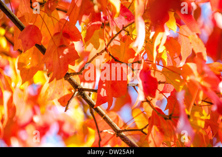 Foglie di autunno Foto Stock