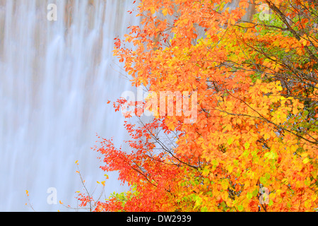 Foglie di autunno Foto Stock