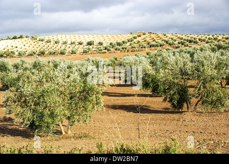 Olive tree plantation in Andalusia, Spagna Foto Stock