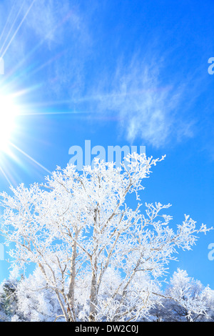 Albero rimato Foto Stock