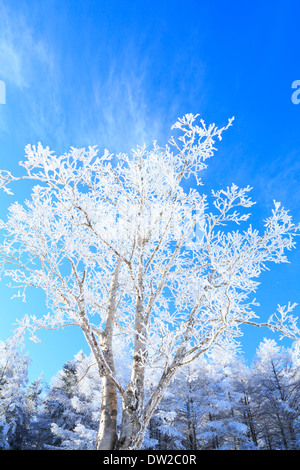 Albero rimato Foto Stock