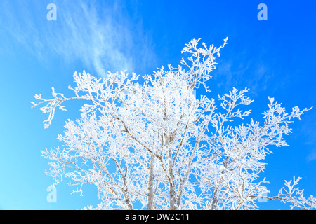 Albero rimato Foto Stock