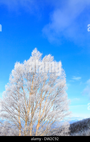 Albero rimato Foto Stock