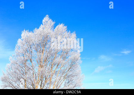 Albero rimato Foto Stock