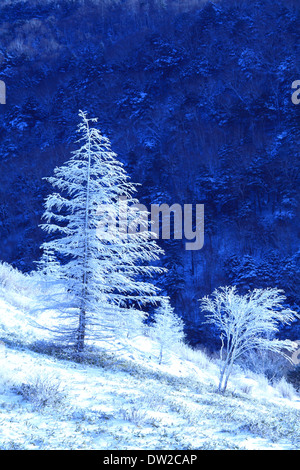 Rimato alberi Foto Stock