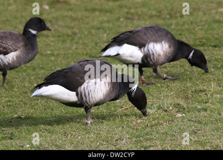 Tre dark-panciuto Brent oche (Branta bernicla) rovistando in un prato Foto Stock