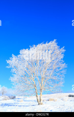 Albero rimato Foto Stock