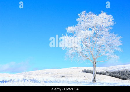 Albero rimato Foto Stock