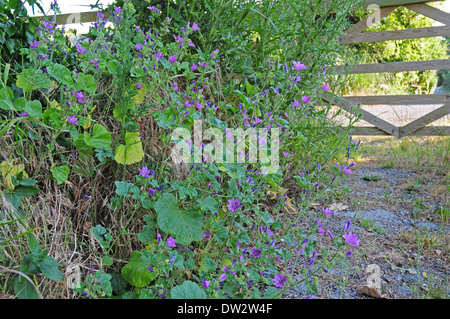 Comune di malva Malva Sylvestris crescente in inglese siepe. Luglio. Foto Stock