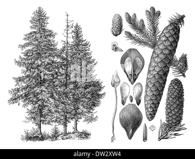 Illustrazione storico, Norvegia abete rosso (Picea abies), in abete europeo, historische Zeichnung, Gemeine Fichte (Picea abies) Foto Stock