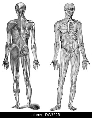 Illustrazione di muscoli umani, 1896, Foto Stock