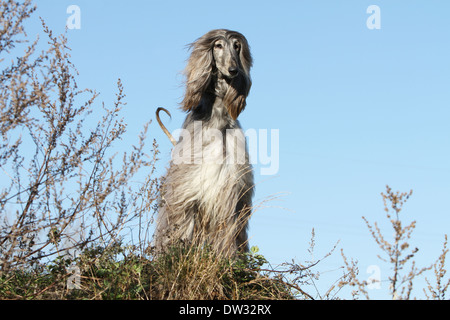 Cane Levrieri Afghani / adulti in piedi in un prato Foto Stock