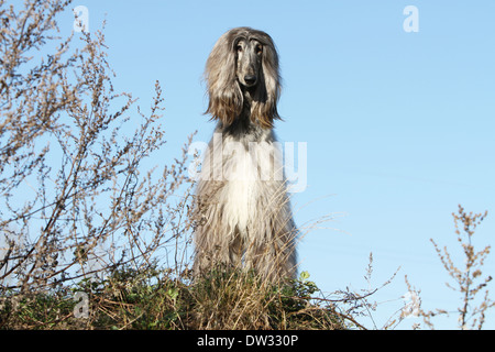 Cane Levrieri Afghani / adulti in piedi in un prato Foto Stock