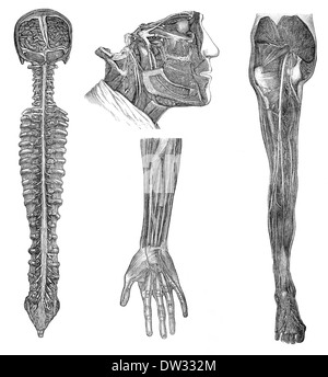 Illustrazione dei nervi umani, 1896, Foto Stock