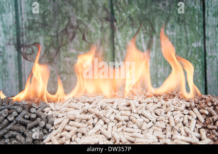 Tipo di albero di pellet in fiamme Foto Stock