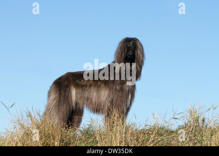 Cane Levrieri Afghani / adulti in piedi in un prato Foto Stock