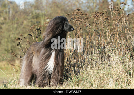 Cane Levrieri Afghani / adulti in piedi in un prato Foto Stock