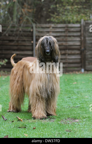 Cane Levrieri Afghani / adulti in piedi in un prato Foto Stock