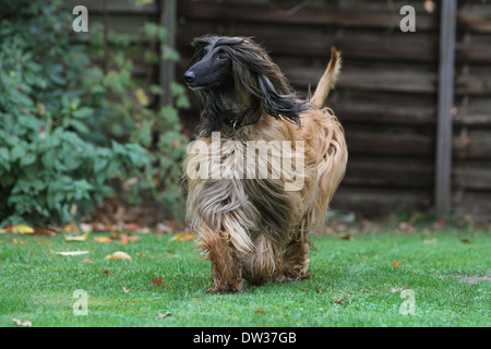 Cane Levrieri Afghani / adulti camminare in un giardino Foto Stock