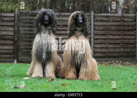 Cane Levrieri Afghani / 2 adulti seduti in un giardino Foto Stock