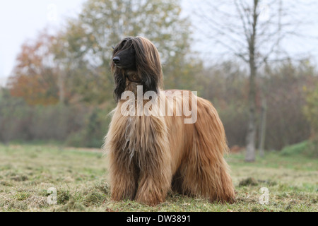 Cane Levrieri Afghani / adulti in piedi in un prato Foto Stock