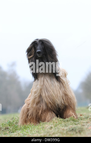 Cane Levrieri Afghani / adulti seduti in un prato Foto Stock