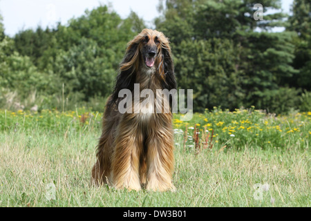 Cane Levrieri Afghani / adulti in piedi in un prato Foto Stock