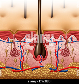 Anatomia della pelle diagramma concetto con una sezione trasversale della superficie del corpo umano organo con follicolo pilifero e il rosso e il blu dei vasi sanguigni come un medico e sanitario simbolo della funzione anatomica. Foto Stock