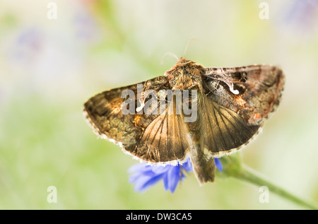 Migratori argento falena Y o Autographa gamma rapidamente a farfalla sbattimenti e alimentazione su blu fiori estivi Foto Stock