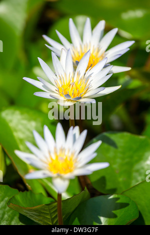 Bella bianco Egiziano ninfea bianca (Nymphaea caerulea) closeup Foto Stock