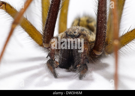 Casa Spider (Tegenaria duellica) maschio adulto, close-up sulla testa e palpi, Thirsk, North Yorkshire. Novembre. Foto Stock