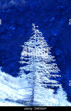 Albero rimato Foto Stock