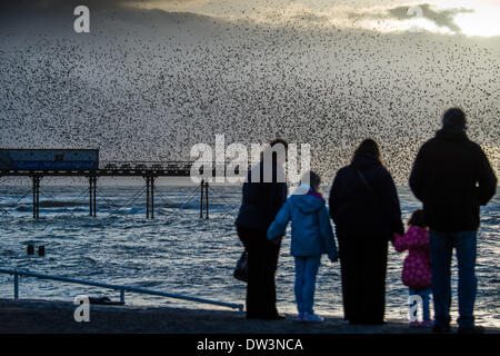 Aberystwyth Wales UK, mercoledì 26 febbraio 2014 ogni sera tra ottobre e marzo, branchi di fino a 50,00 storni vieni a roost in ghisa gambe del lungomare vittoriano pier a Aberystwyth sulla West Wales coast, UK. Solo una delle tre " urbano " posatoi nel Regno Unito la vista spettacolare attira una folla di gente che al tramonto ogni giorno Photo credit: keith morris/Alamy Live News Foto Stock