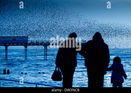 Aberystwyth Wales UK, mercoledì 26 febbraio 2014 ogni sera tra ottobre e marzo, branchi di fino a 50,00 storni vieni a roost in ghisa gambe del lungomare vittoriano pier a Aberystwyth sulla West Wales coast, UK. Solo una delle tre " urbano " posatoi nel Regno Unito la vista spettacolare attira una folla di gente che al tramonto ogni giorno Photo credit: keith morris/Alamy Live News Foto Stock