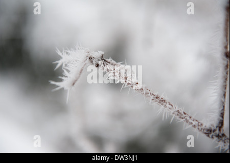 Il ramo sotto neve Foto Stock