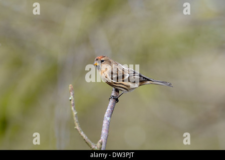 redpoll minore (cabaret di Acanthis) arroccato su un ramoscello. Foto Stock